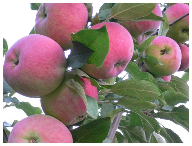 Яблоня Мантет имеет средней величины плоды, созревающие в летнее время