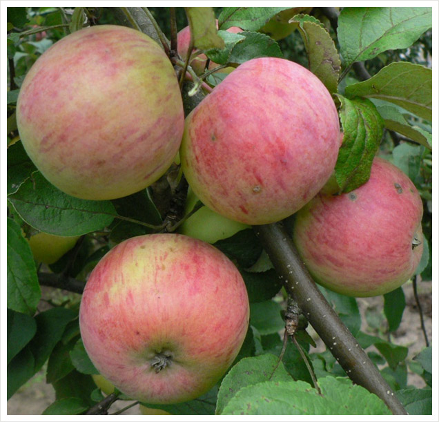 Яблоня Штрейфлинг имеет осеннее созревание, плоды полосатые. В умеренных широтах - это ведущий сорт плодовых растений