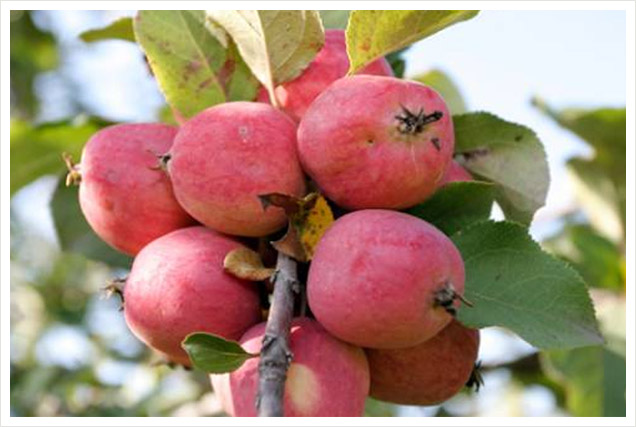 Яблоня Пепин шафранный по вкусу сортов превосходит многие южные сорта яблонь